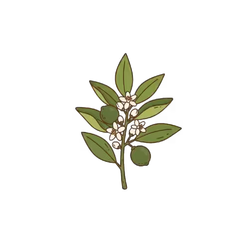 Gemini Generated Image 912xgu912xgu912x removebg preview converted